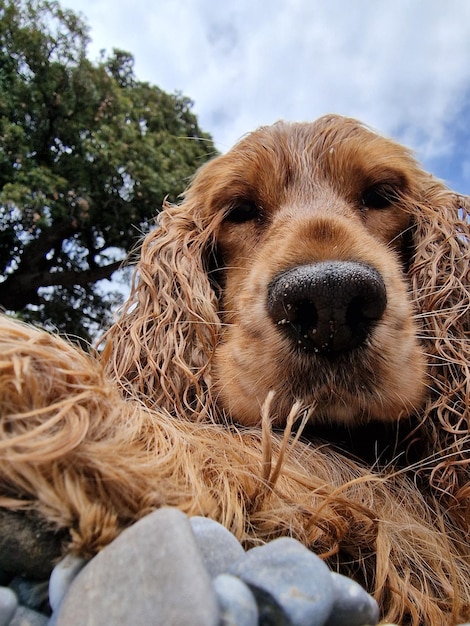 Trekking con un cane cocker portofino san fruttuoso sentiero nel paesaggio marino