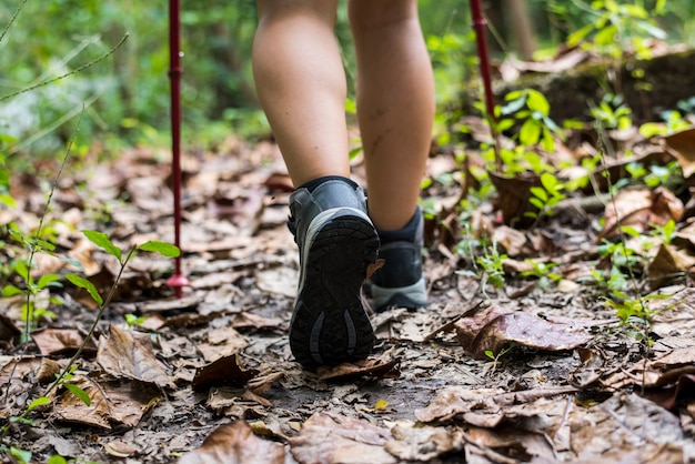 Trekking in una foresta