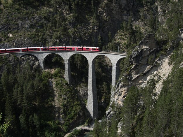 Treno su un ponte ad arco contro gli alberi della foresta