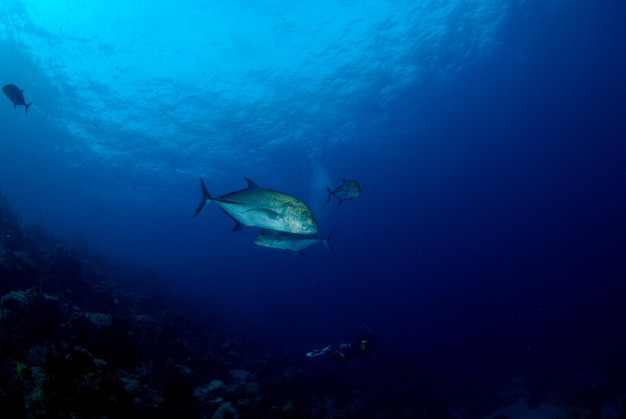 Trevally - Caranx nel blu. Vita marina dell'isola di Apo, Filippine.