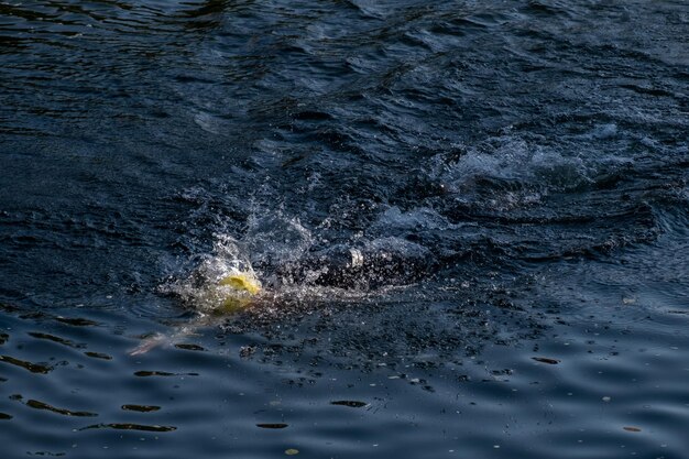 Triatleta professionista che nuota in acque libere del fiume.