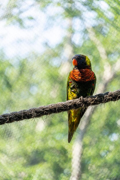 Trichoglossus haematodus haematodus rainbow lori un uccello che ha una bellissima combinazione di colori messico