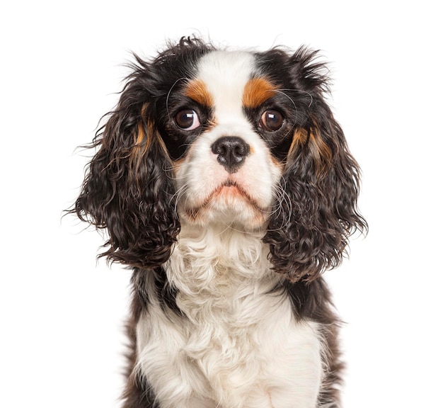 Tricolore Cavalier King Charles 7 mesi