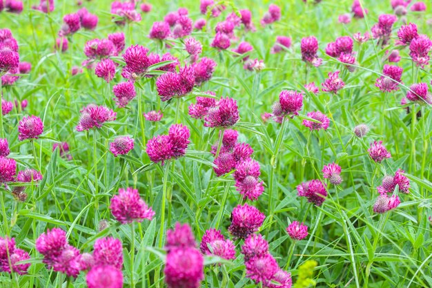 Trifoglio in fiore in un prato come sfondo