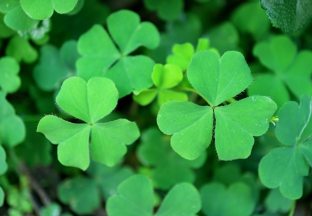 Trifoglio irlandese verde o trifoglio a tre foglie sul campo