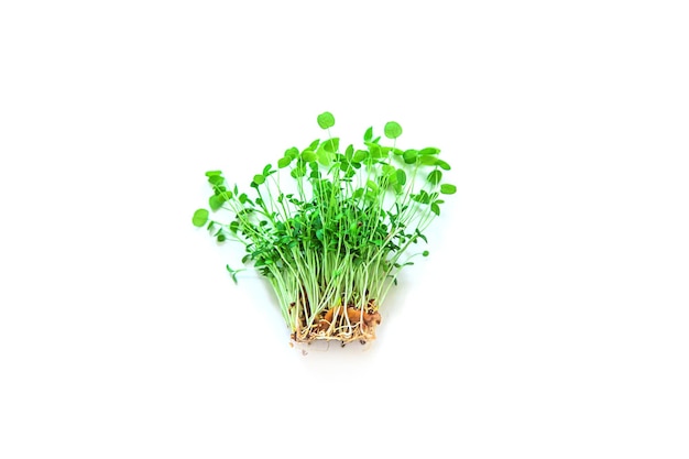 Trifoglio Microgreen isolare su sfondo bianco Messa a fuoco selettiva