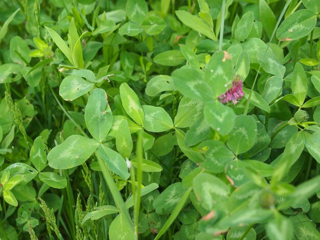 Trifoglio pianta Trifolium