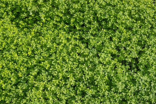 Trifoglio verde shamrock texture di sfondo Trifoglio trifoglio fortunato Modello di annuncio copia spazio