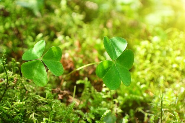 Trifoglio verde sul prato soleggiato con erba