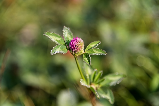 Trifoglio viola di fioritura su un campo