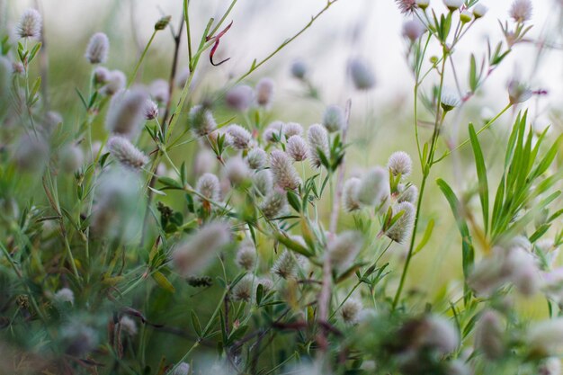 Trifolium arvense sui fiori nell'erba