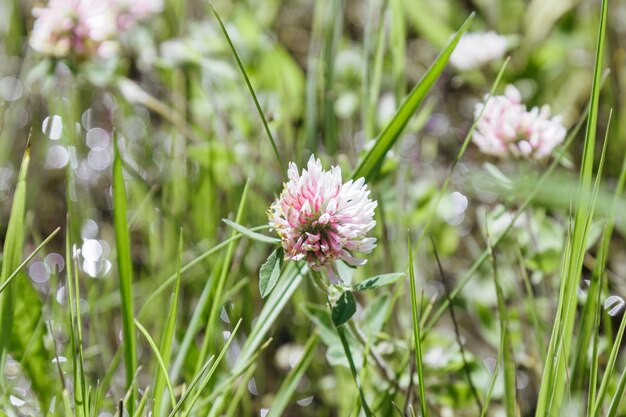 Trifolium pratense fiori di trifoglio contro erba verde sfocata con bokeh Pianta selvatica primo piano