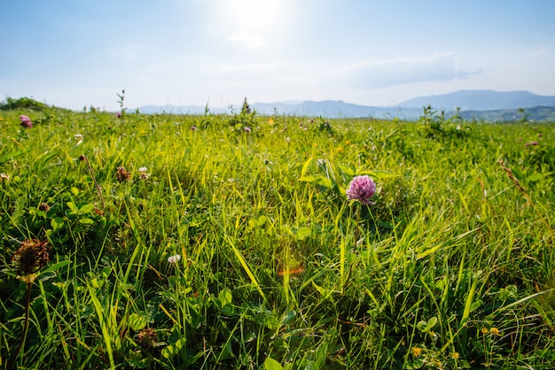 Trifolium pratense rosso