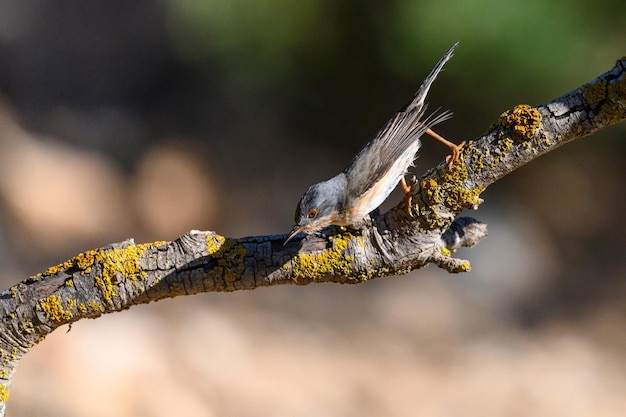 Trillo subalpino Sylvia cantillans appollaiato su un ramo di un albero