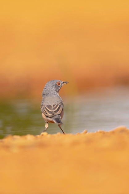 Trillo subalpino Sylvia cantillans Malaga Spagna