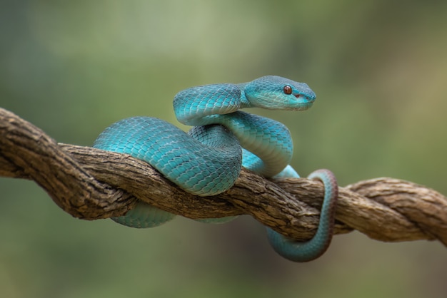 Trimeresurus insularis