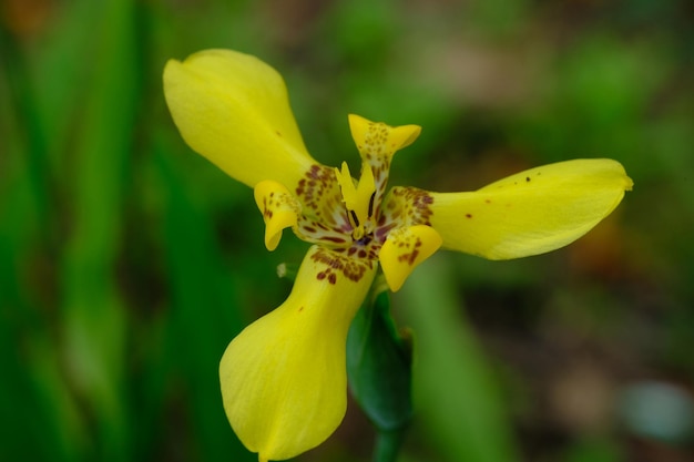 Trimezia Fosteriana è una specie di pianta bulbosa della famiglia Iridaceae Fiore giallo