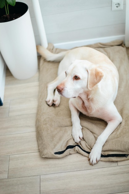 Triste cane a casa Labrador retriever cane sdraiato