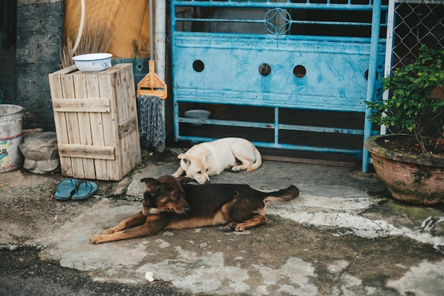 Triste cane abbandonato solitario sulla strada della città