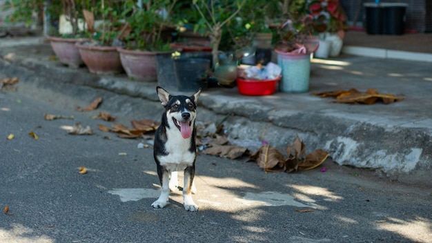 Triste cane abbandonato solitario sulla strada della città