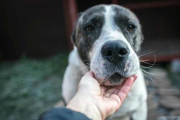 Triste cane randagio da un rifugio