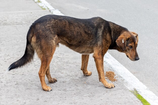 Triste cane senza casa con un chip nell'orecchio sta sopra il cibo secco per strada