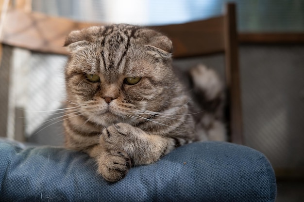 Triste gatto Scottish Fold sdraiato su un morbido pouf nella sua sedia e guarda pensieroso. Depressione negli animali domestici