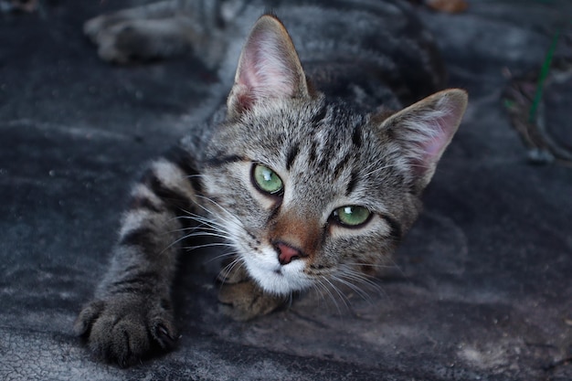 Triste gatto tabby senzatetto mente e ti guarda