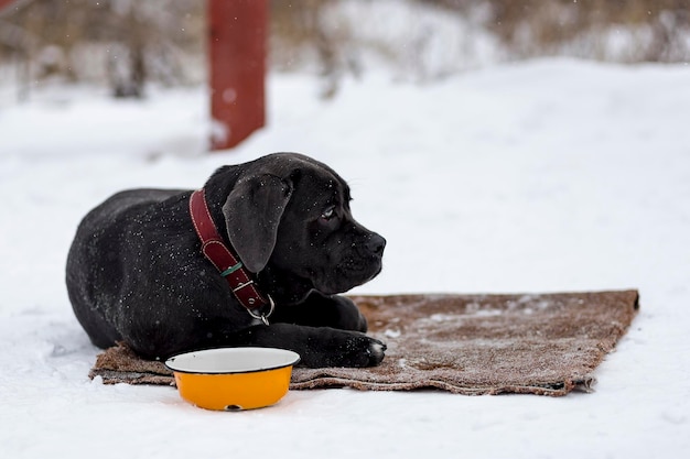 Triste Labrador nero sdraiato nella neve