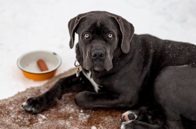 Triste Labrador nero sdraiato nella neve