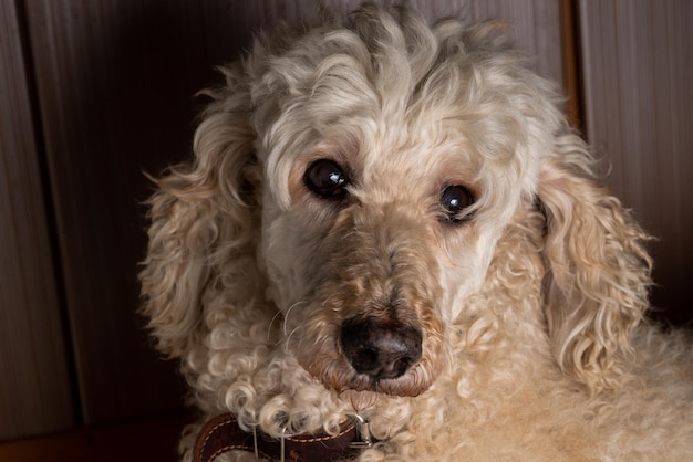 Triste muso di un cane primo piano Shaggy cane barboncino guarda la telecamera Concetto di solitudine del rifugio per animali