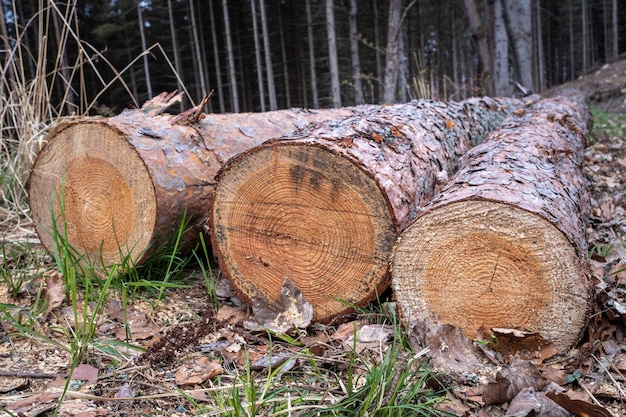 Tronchi abbattuti lungo la strada forestale