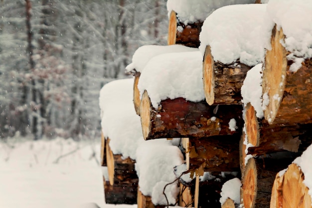 Tronchi accatastati sotto la neve nella foresta