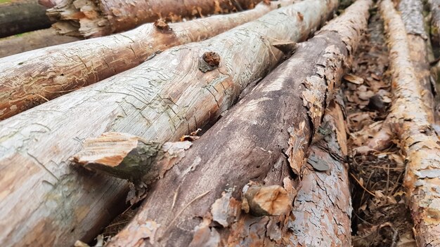 Tronchi appena tagliati. Registri di alberi nella foresta dopo l'abbattimento.