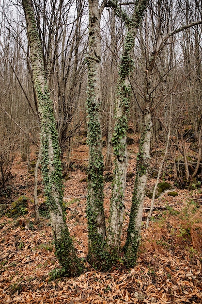 Tronchi con foglie verdi nel campo