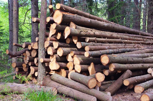 Tronchi d'albero abbattuti, rami sbucciati