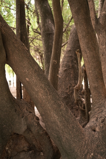 Tronchi d'albero con grandi radici nel parco