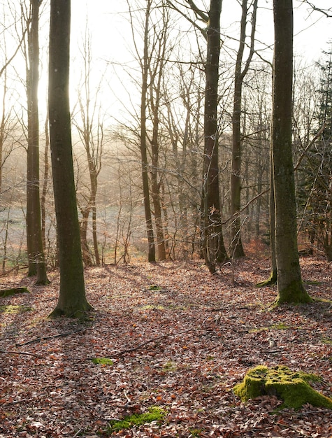 Tronchi d'albero con muschio all'aperto nella foresta o nei boschi durante l'autunno Il paesaggio della natura con alberi secchi senza foglie e foglie marroni cadute sul terreno Terra vuota con piante e flora aride