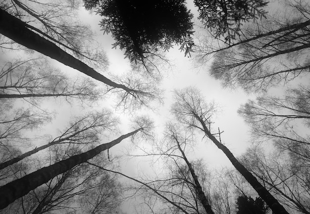 Tronchi d'albero della foresta che guardano lo sfondo del cielo