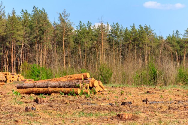 Tronchi d'albero impilati abbattuti dall'industria del legname nella foresta di pini