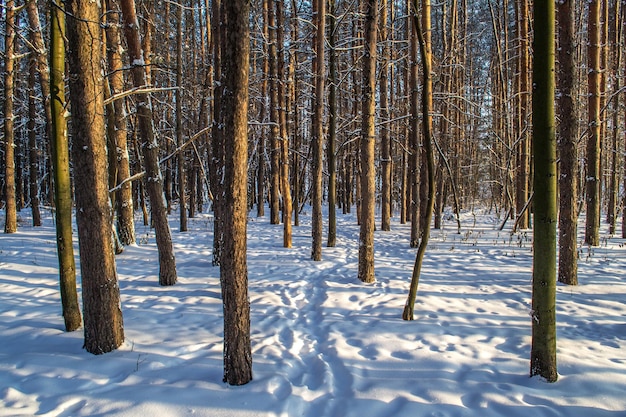 Tronchi d'albero nella foresta d'inverno