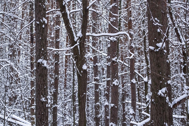 Tronchi d'albero nella foresta d'inverno