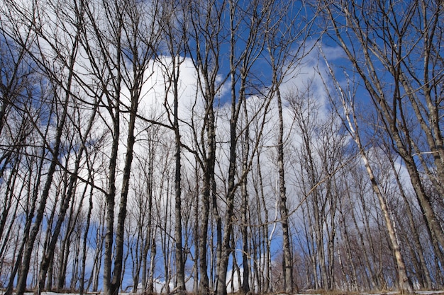 Tronchi d'albero nudi e cielo nuvoloso blu attraverso di esso. Grandangolo da terra