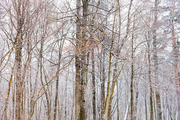 Tronchi d'albero nudi nella foresta in inverno