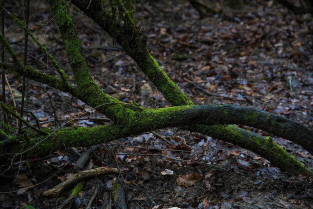 Tronchi d'albero pieni di muschio verde