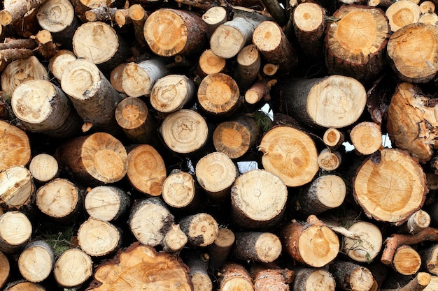 Tronchi d'albero segati e piegati per il trasporto e la lavorazione