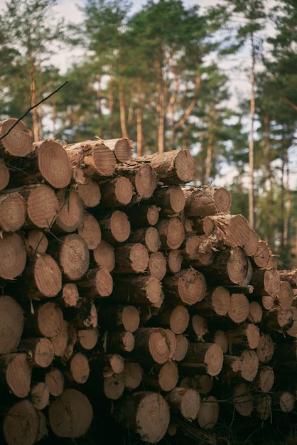 Tronchi degli alberi nella foresta Pila di legna tagliata pila