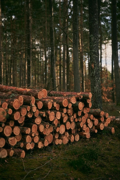 Tronchi degli alberi nella foresta Pila di legna tagliata pila