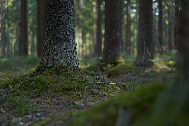 Tronchi di abete rosso in una foresta di conifere primaverile verde ricoperta di muschio