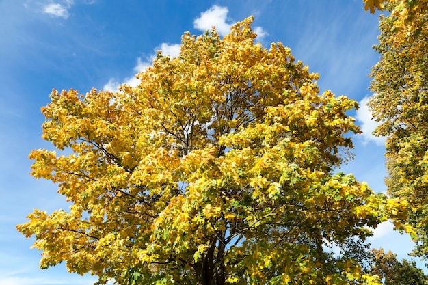 Tronchi di acero ingialliti nella stagione autunnale, primo piano in un parco cittadino